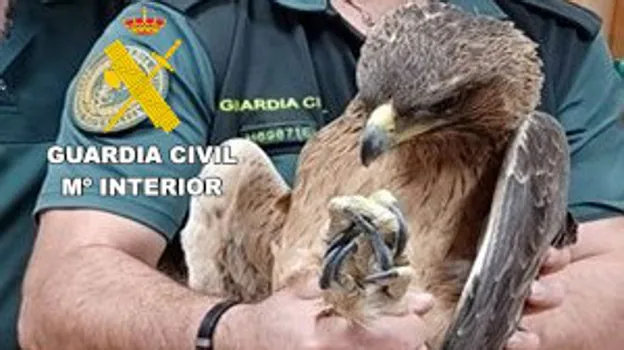 La Guardia Civil recupera en Albacete un águila imperial y un águila perdicera con heridas que les impedían volar