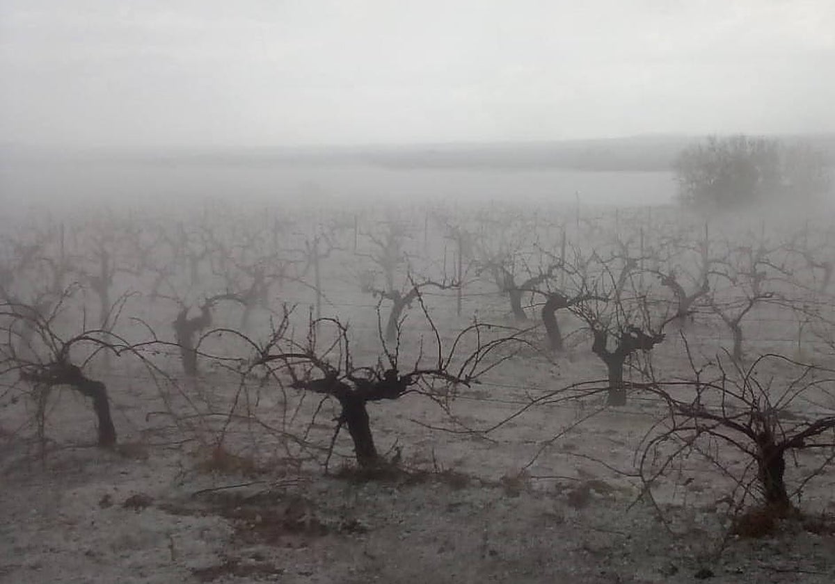 Imagen del pedrisco caído en los viñedos de la D.O. Utiel-Requena