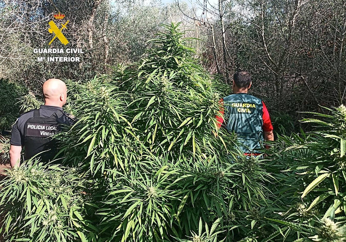 Imagen de las plantas de marihuana de dos metros de altura halladas en viviendas de Vinaroz