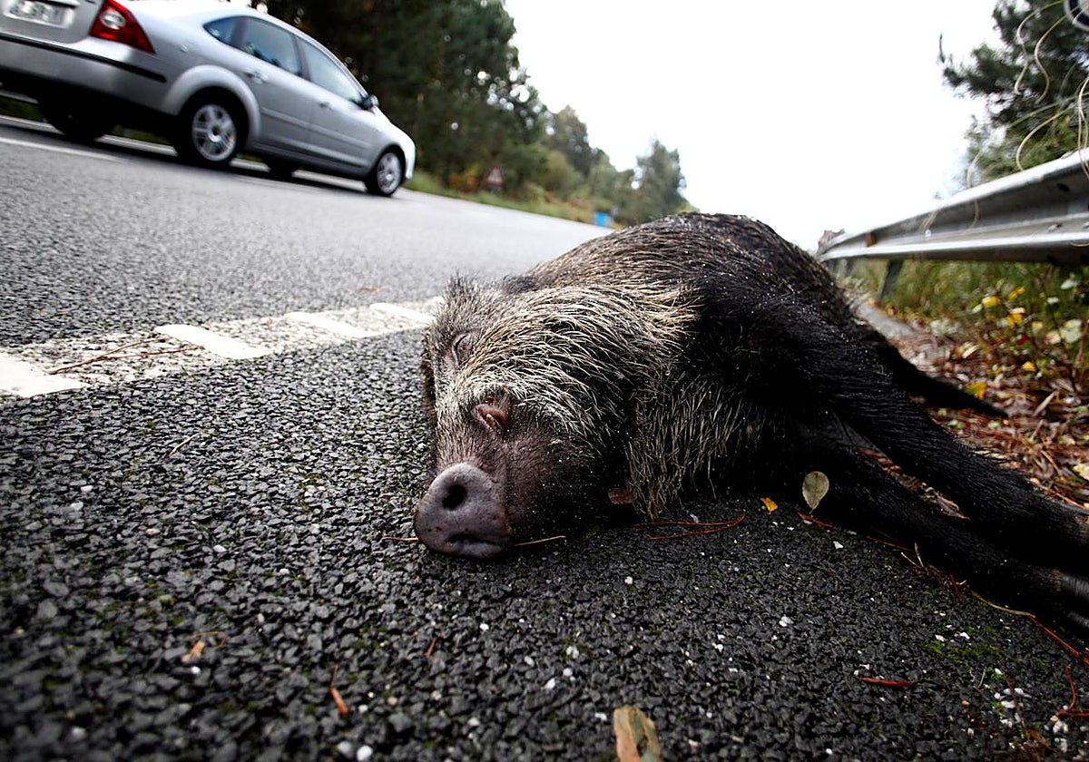 Jabalí muerto en un arcén, en una imagen de archivo