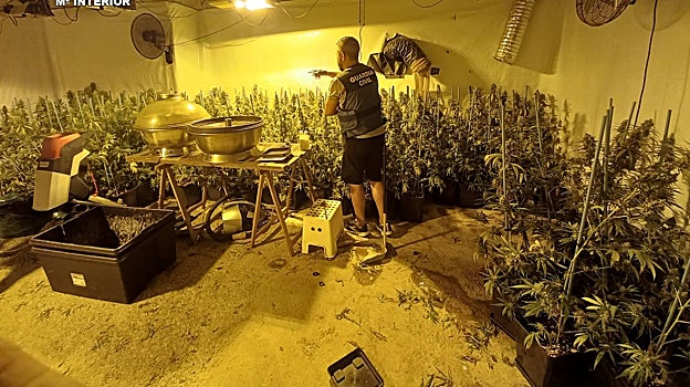 Imagen de la plantación incautada a los detenidos