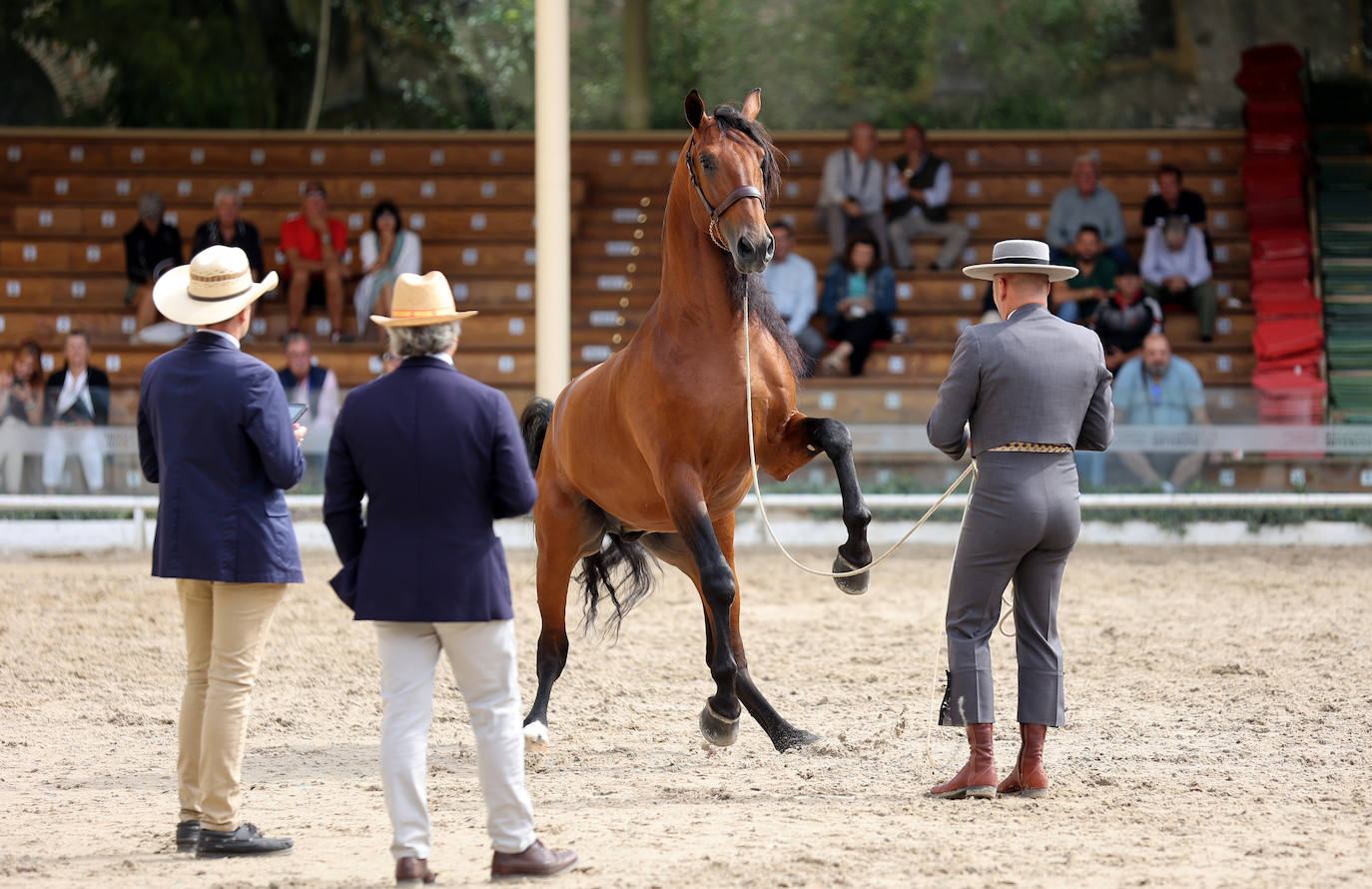 Fotos: El Concurso Morfológico de Cabalcor en Córdoba