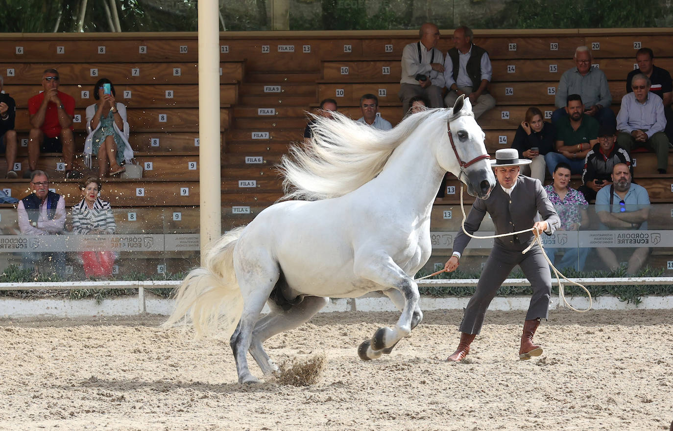 Fotos: El Concurso Morfológico de Cabalcor en Córdoba