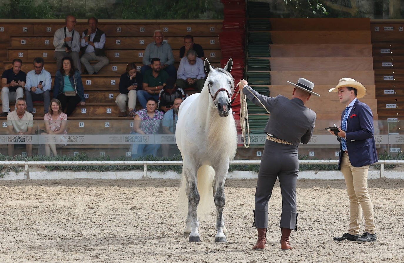 Fotos: El Concurso Morfológico de Cabalcor en Córdoba