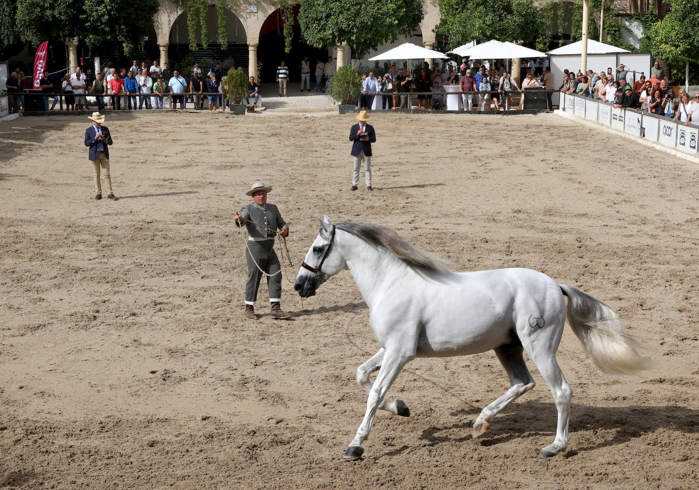 Fotos: El Concurso Morfológico de Cabalcor en Córdoba