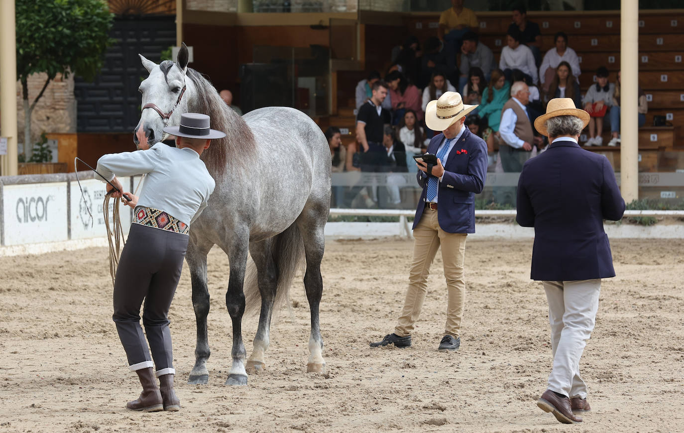 Fotos: El Concurso Morfológico de Cabalcor en Córdoba