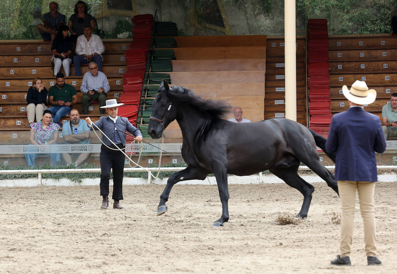 Fotos: El Concurso Morfológico de Cabalcor en Córdoba