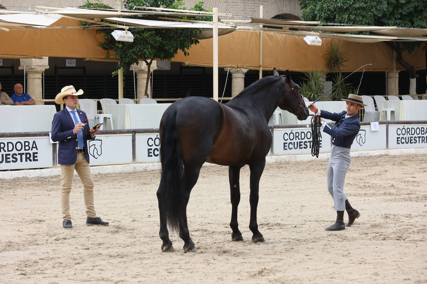 Fotos: El Concurso Morfológico de Cabalcor en Córdoba