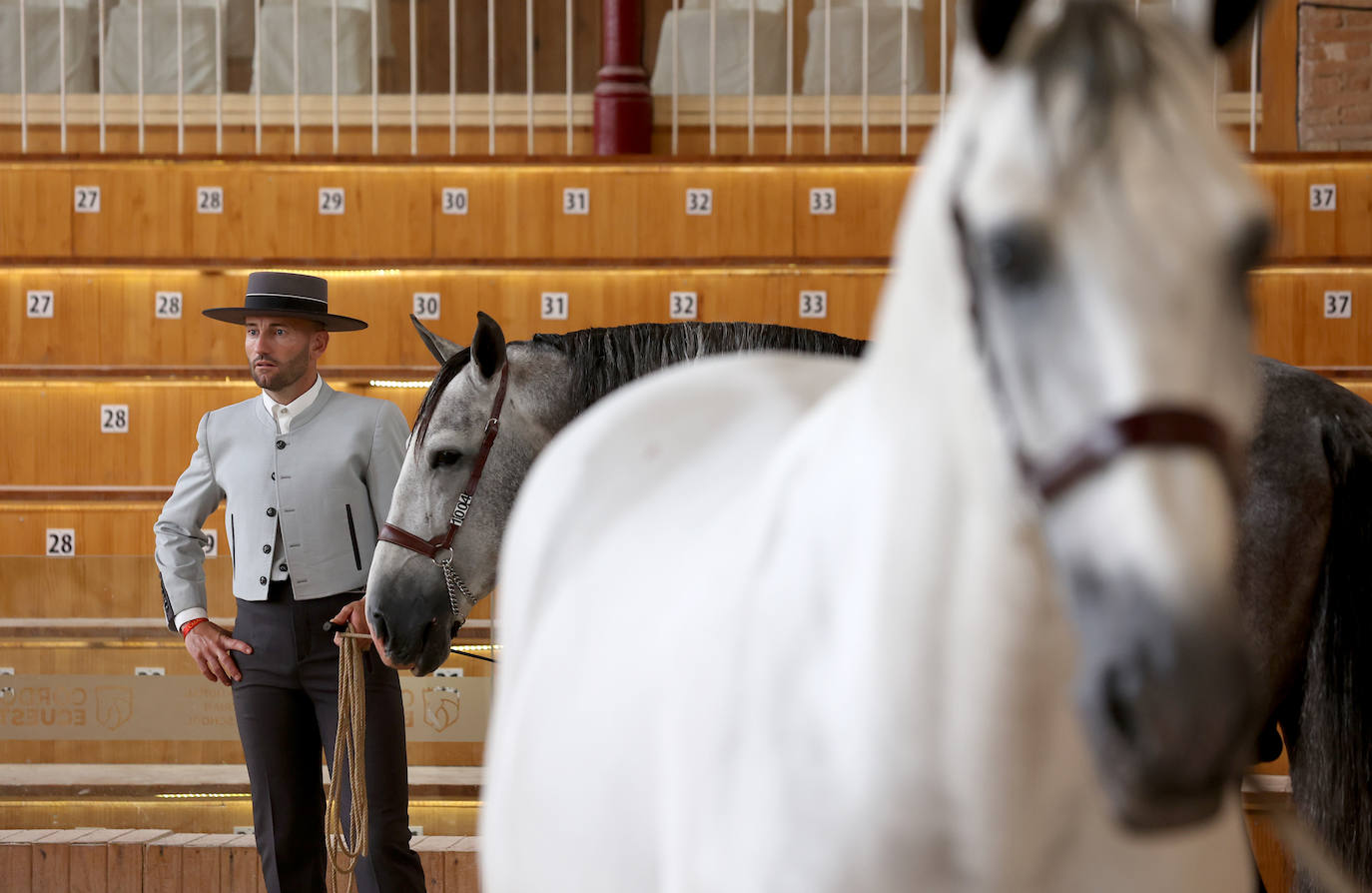 Fotos: El Concurso Morfológico de Cabalcor en Córdoba