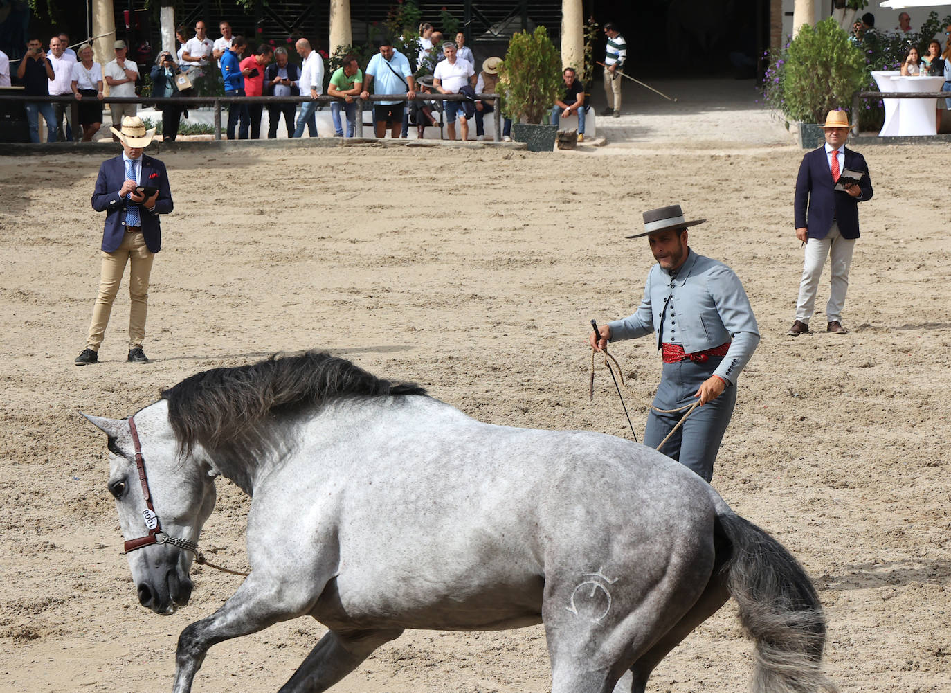 Fotos: El Concurso Morfológico de Cabalcor en Córdoba