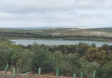 La Junta ultima la compra de la laguna del Conde o Salobral en el término de Luque