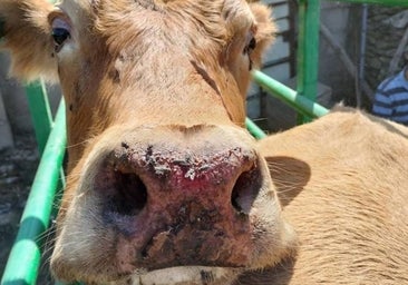 UPA y COAG exigen a la Junta y al Ministerio de Agricultura que «dejen de pelearse» y dispongan ayudas para compensar los daños de la EHE