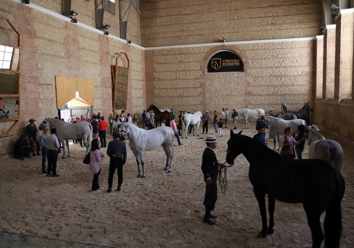 Picadero de Caballerizas Reales en la jornada del sábado de Cabalcor