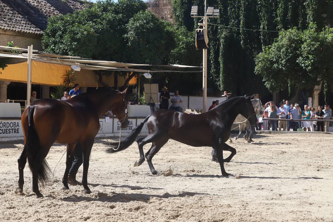 Fotos: El festivo ambiente de Cabalcor en la jornada del sábado en Córdoba