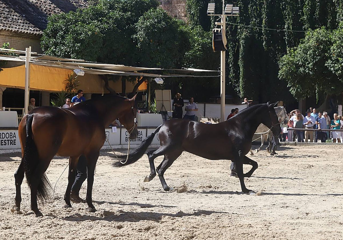 Dos caballos en el Concurso Morfológico de Cabalcor