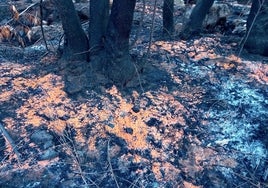 ¿Por qué el incendio de Tenerife se ha cubierto de un manto naranja?