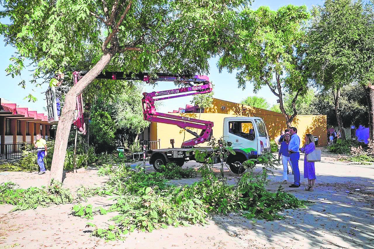 El alcalde observa el podado de un árbol en el colegio Mediterráneo
