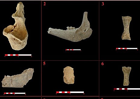 Imagen secundaria 1 - Los investigadores José Antonio Riquelme Cantal y Juan Manuel Garrido Anguita (arriba, mostrando parte del hueso de la mandíbula de un dromedario) han pilotado una investigación que arroja luz sobre un pasaje de la historia de Córdoba. En concreto, la presencia de dromedarios procedentes del Norte de África o Asia en época romana y andalusí a raíz del estudio de once huesos hallados en varios puntos de la ciudad (a la izquierda y callejero a la derecha).
