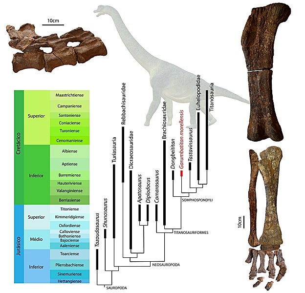 Relaciones de parentesco de Garumbatitan morellensis con algunos de los saurópodos más relevantes y restos óseos de Garumbatitan morellensis.