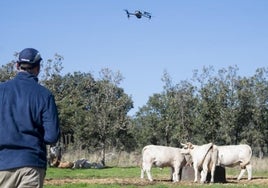 Drones termómetro contra el 'Covid de las vacas' en la sierra de Madrid