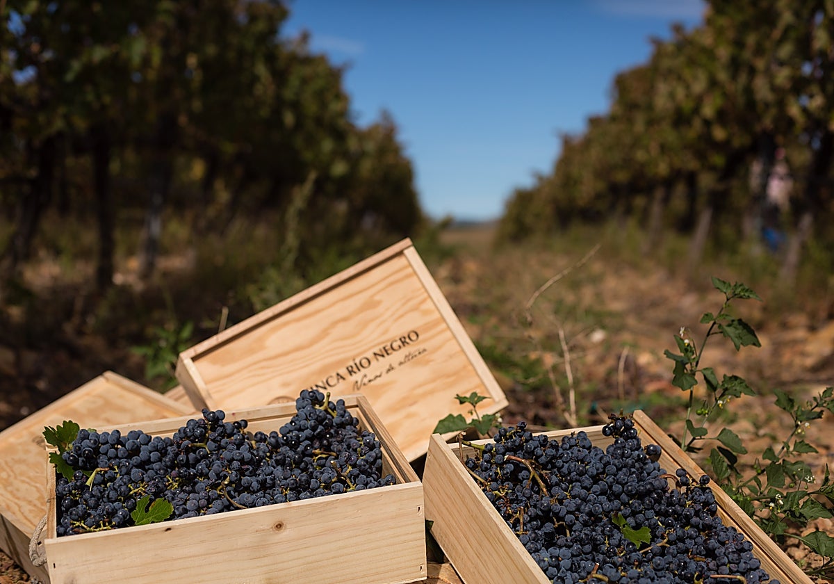 Primer paso para que los vinos de Finca Río Negro de Cogolludo cuenten con una DOP propia