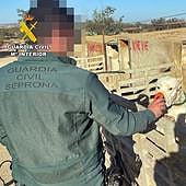 Investigan a un hombre por cortarle las orejas a 26 perros y al veterinario por certificar las amputaciones