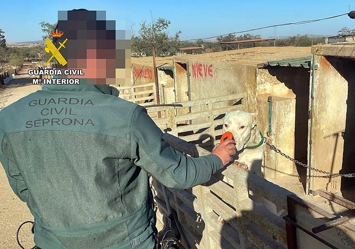Un agente de la Guardia Civil con uno de los perros del investigado