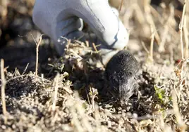 La Junta comunica a los agricultores las medidas contra el topillo: labrar la tierra, cajas nido para rapaces o fitosanitarios