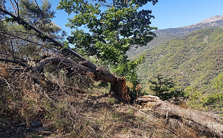 Imagen principal - Algunos árboles están muriendo a consecuencia de la sequía y el tamaño del fruto apenas alcanza el tamaño de una canica