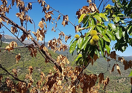 Imagen secundaria 1 - Algunos árboles están muriendo a consecuencia de la sequía y el tamaño del fruto apenas alcanza el tamaño de una canica