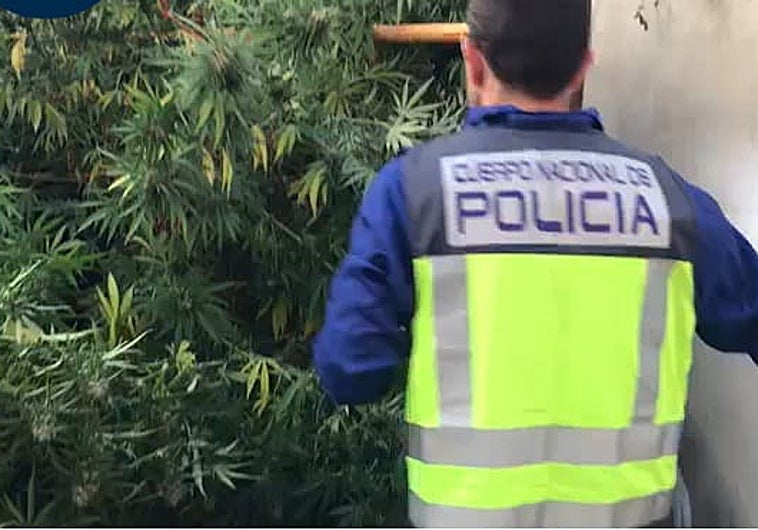 Plantación en el patio de la vivienda