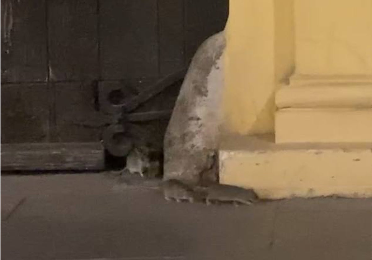 Ratas saliendo por el Palacio de los Guzmanes en el Realejo