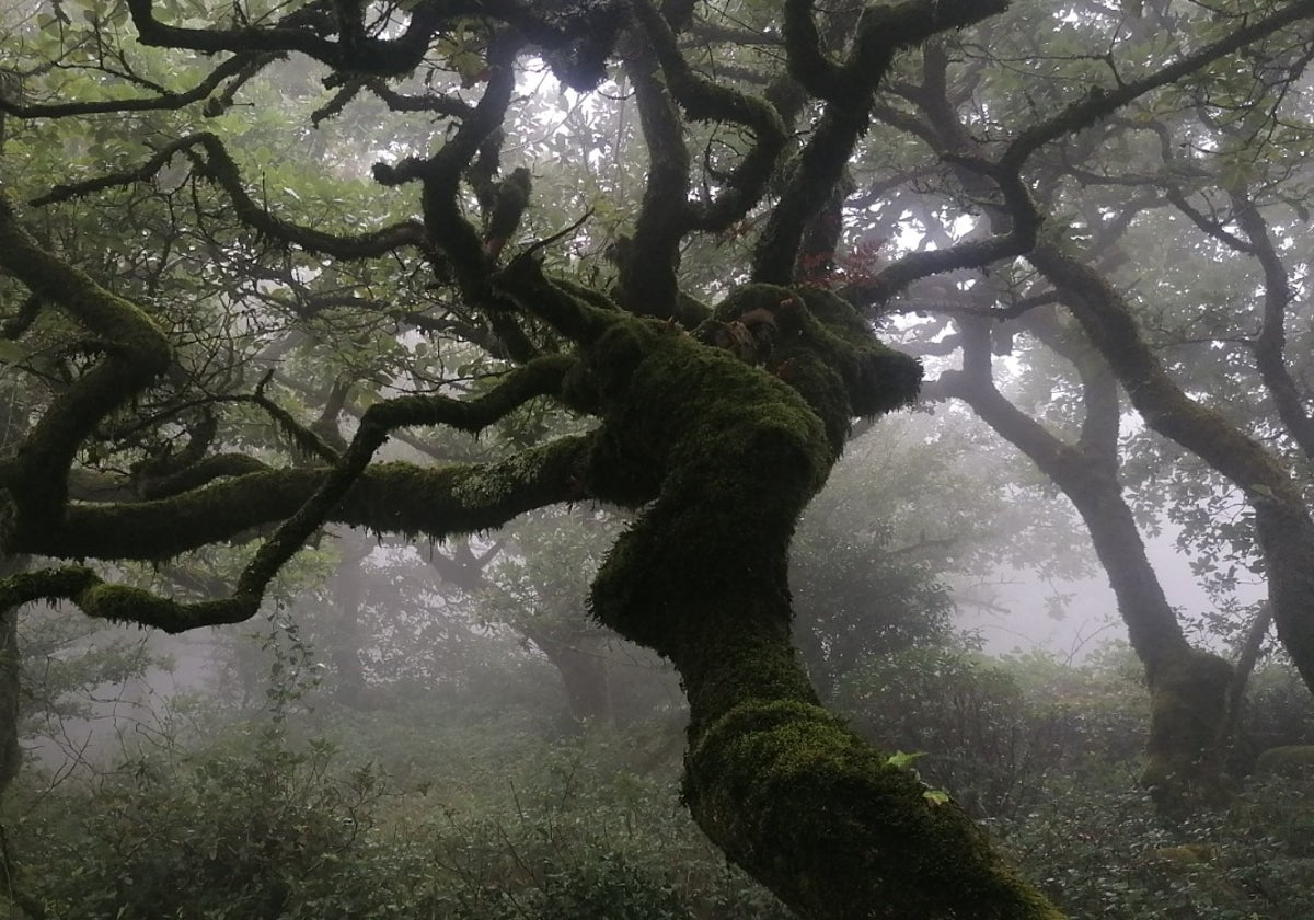Imagen del Bosque de Niebla, en el Parque Natural de Los Alcornocales