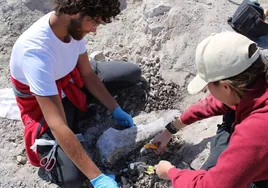 Hallan restos de elefantes primitivos de hace 14 millones de años en un polígono de Madrid