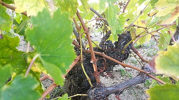 Efectos de la plaga avícola en la vid