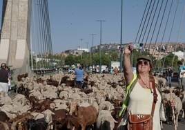 Valladolid, ciudad de paso para 2.000 ovejas