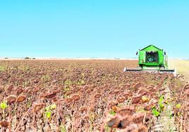 La contratación de seguros agrarios sigue sin arrancar en Córdoba pese a la intensa sequía