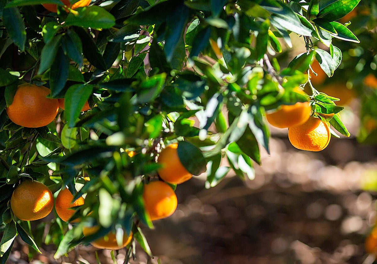 Mercadona inicia la campaña de cítricos: este es el origen de las naranjas, mandarinas y limones
