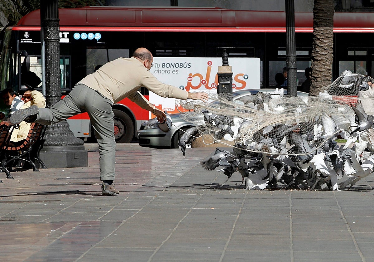 Captura controlada de palomas