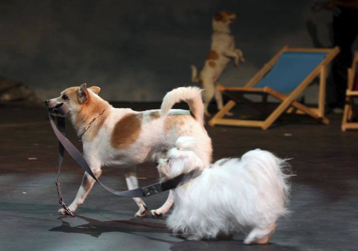 Un bichón maltés en primer plano, junto a otro perro de mayores dimensiones, en una imagen de archivo