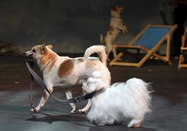 Un pitbull descuartiza a un bichón maltés en un hotel canino de Valladolid