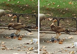 Un águila en el Paseo del Prado: cuando la supervivencia se convierte en espectáculo