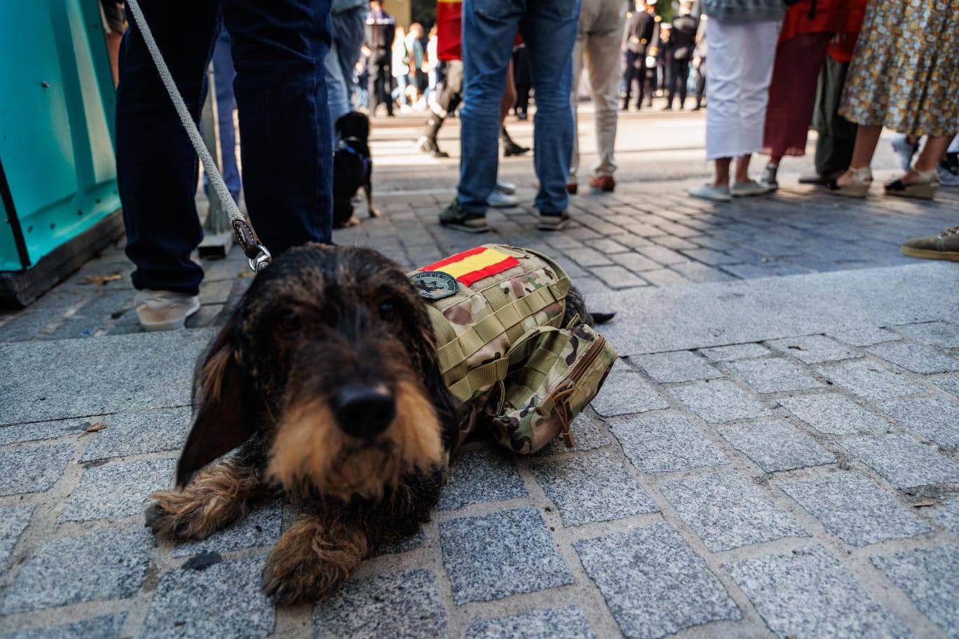 Un perro que merodeaba por la zona del desfile, también ataviadas con símbolos nacionales