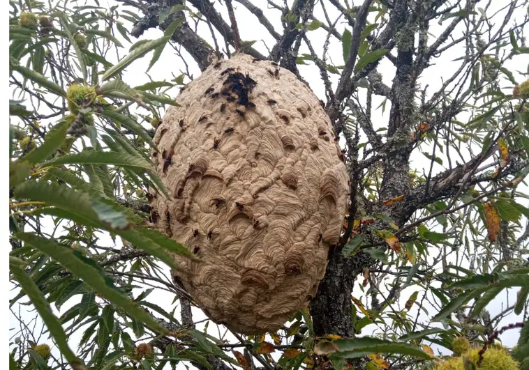 Eliminado el nido de avispas asiáticas en la localidad zamorana de Puebla de Sanabria