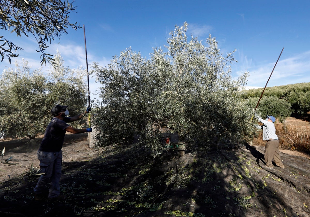 Trabajadores de una finca de olivar de Montilla