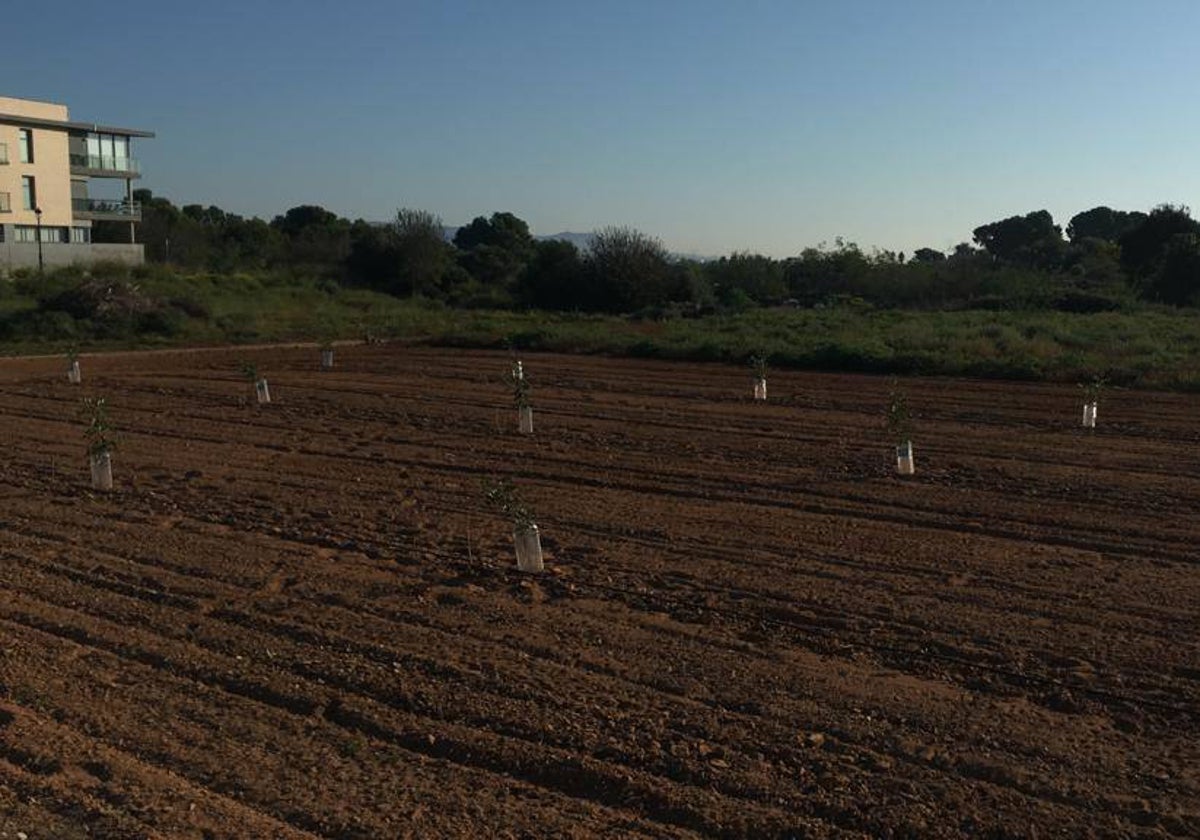 Imagen de plantones de algarrobo como el robado el pasado domingo en Bétera