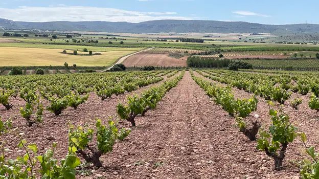 Paisaje con viñedos de la recién inaugurada Ruta del Vino de Almansa