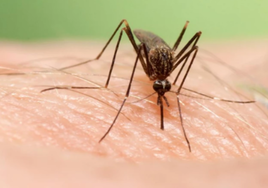El Virus del Nilo persiste en mosquitos de Villamanrique, Puebla del Río e Hinojos