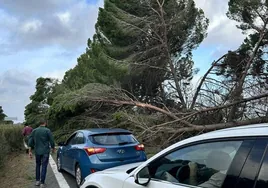 Corte de tráfico en la AP-4 en sentido a Sevilla por la caída de árboles
