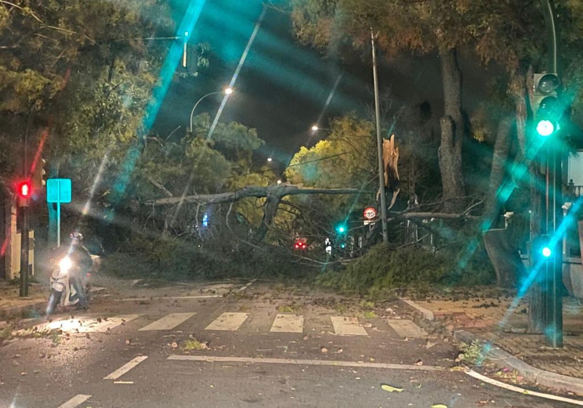 Caída de árboles en la avenida de El Brillante este domingo junto al Hospital San Juan de Dios